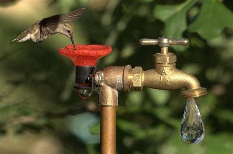 Expert Tips for Attracting Hummingbirds - Birds and Blooms