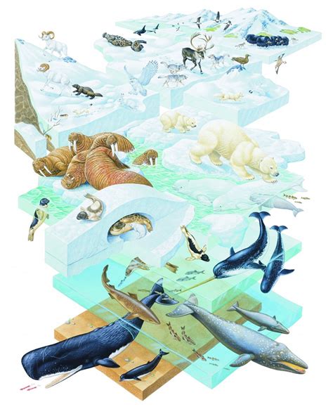 Arctic wildlife | How It Works Magazine