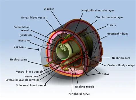 Acoelomata - Definition, Examples, vs Pseudocoelomate