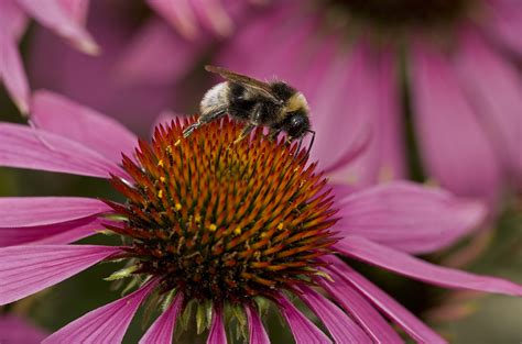 Pollinators like their flowers with a dash of salt | Science | AAAS