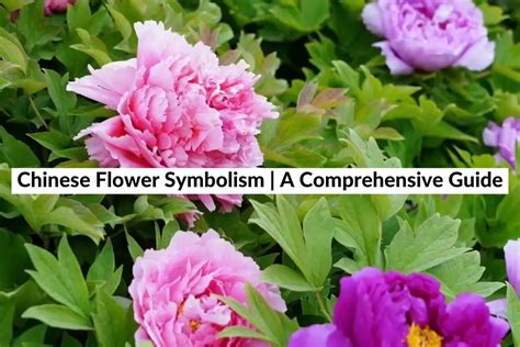 Chinese Flower Symbolism | A Comprehensive Guide (2024)