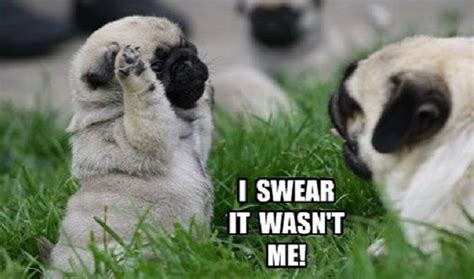 12 Funniest Pug Memes and Comics