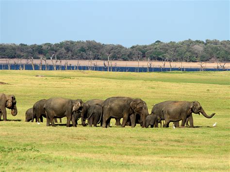 Afternoon Safari in Minneriya National Park - Minneriya Safari Game ...