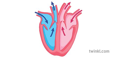 Simple Diagram of the Heart Illustration - Twinkl