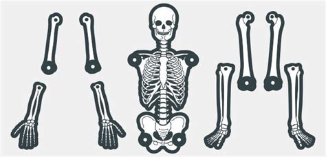 Create your own skeleton – PAPERZIP