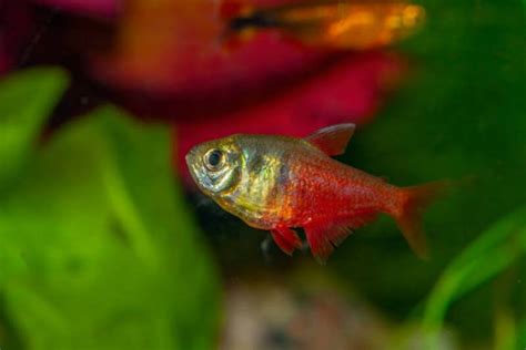 Flame Tetra (Von Rio Tetra): Diet, Habitat, Compatibility & Breeding - Keeping Fish