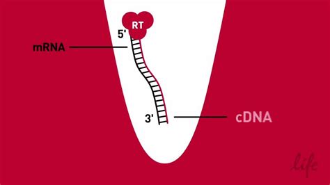 Simplified RT -- Reverse Transcription Animation - YouTube