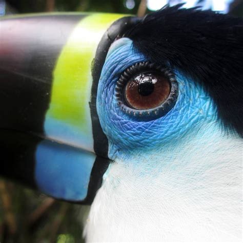 The White-Throated Toucan