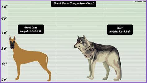 Great Dane Size: How Big Are They Compared To Others?