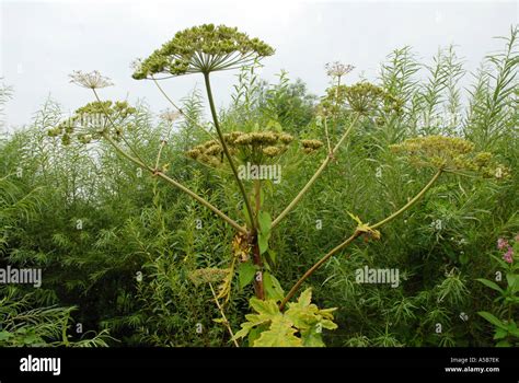 Giant Hogweed seed head Stock Photo - Alamy