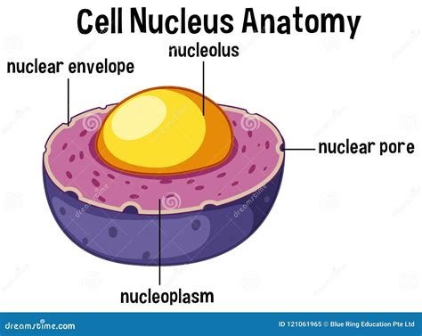 Animal Cell Nucleus Anatomy Stock Vector - Illustration of structure, human: 121061965