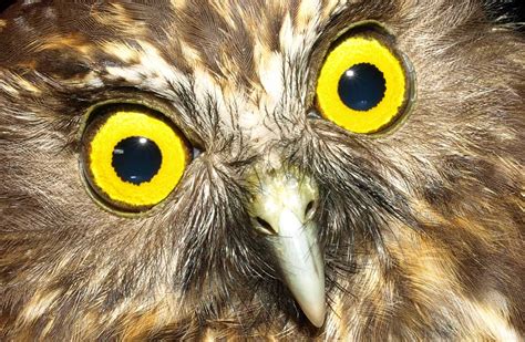 Morepork/ruru: New Zealand native land birds