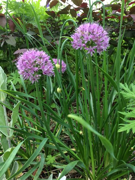 Greater Mountain Garlic (Allium Senescens) - Heritage Flower Farm