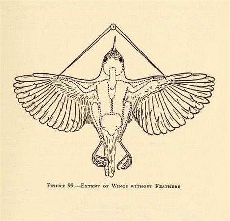 nemfrog: “ Fig. 99. “Extent of wings without feathers.” Measurements of birds… | Scientific ...