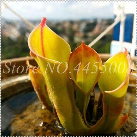 120 Pcs Venus Flytrap Seeds Flycatcher OutletTrends.com Free Shipping ...