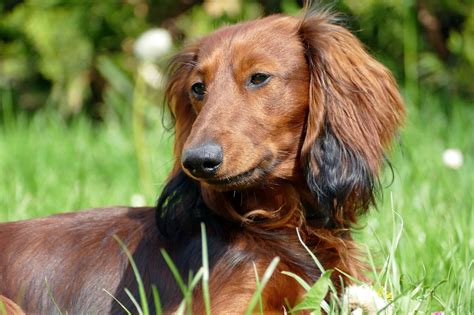 Grooming Long-Haired Dachshunds: The Essential Guide with Photos