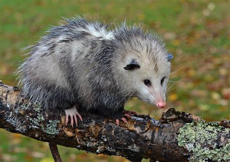 Opossum Wallpapers - Wallpaper Cave