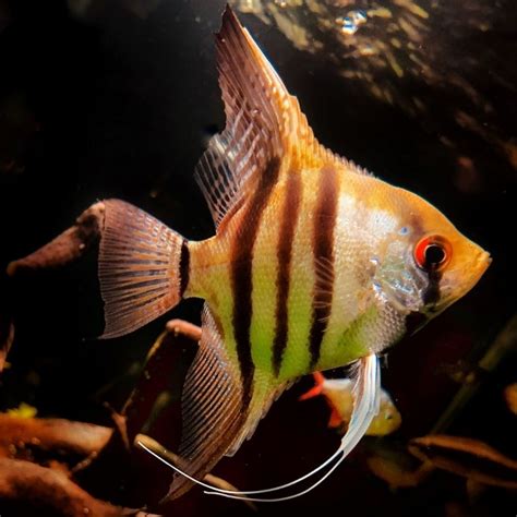 12 Of The Best Freshwater Angelfish Tank Mates [Huge List]