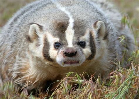 Badgers, otters, weasels, ferrets, skunks - DWR | Spirit animal, Wolverine animal, Animals wild