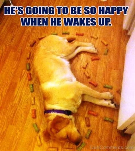 55 Crazy Dog Memes - Funny Pictures – DesiComments.com