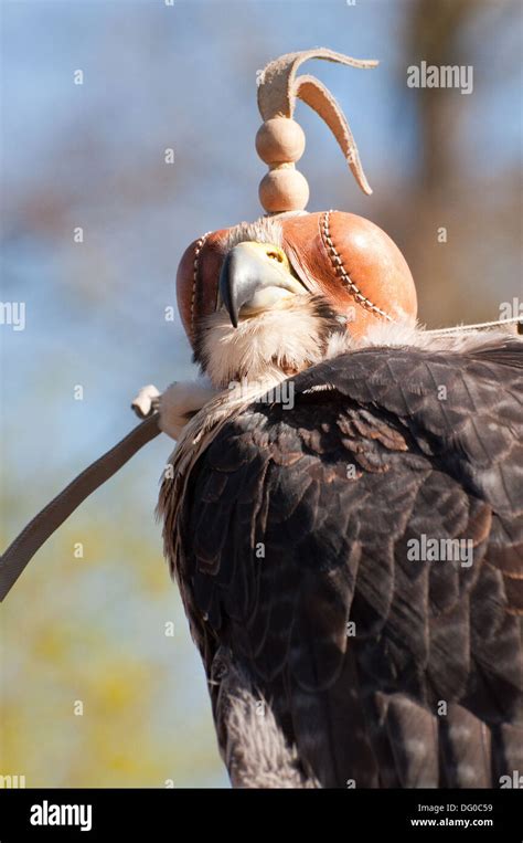 Peregrine. Falco peregrinus Stock Photo - Alamy