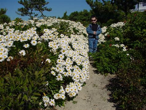 How To Grow Montauk Daisies - 27 East