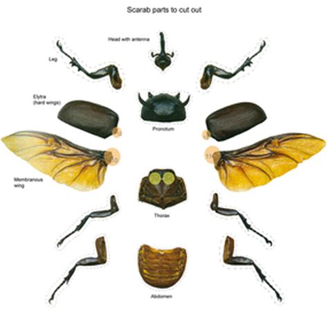 Beetle Wings Anatomy