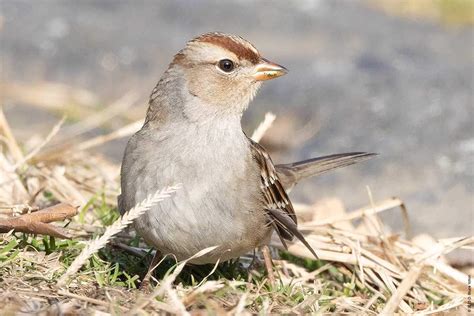 Immature White-crowned Sparrow - Urban Hawks