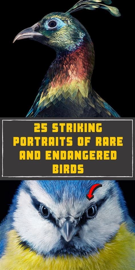 25 Striking Portraits Of Rare And Endangered Birds | Portrait, Birds ...