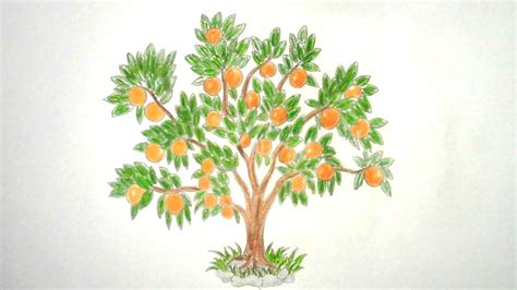 Orange Tree Drawing