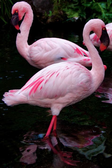 Reflections of Beauty: Pink Flamingos