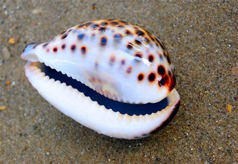 Beautiful Hawaiian cowrie shell | Best hawaiian island, Treasure beach ...