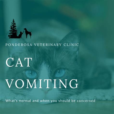 Cat Vomiting: What's Cause for Concern | Ponderosa Veterinary Clinic