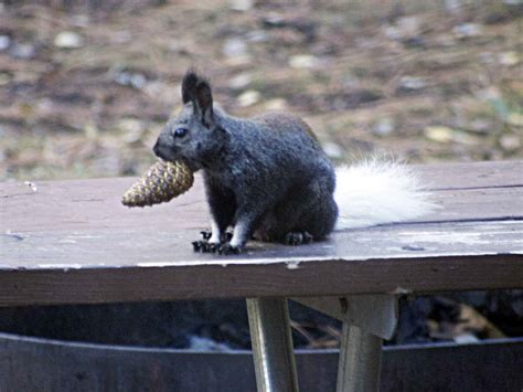 Kaibab Squirrel (Mammals of the Kaibab National Forest) · iNaturalist