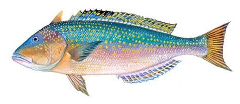 Golden Tilefish Fishing Guide | How to Catch a Golden Tilefish