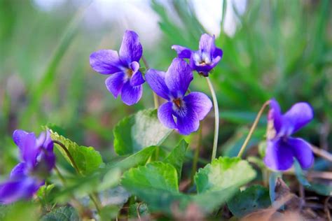 Violet Flower Meaning and Symbolism: The Color of Modesty