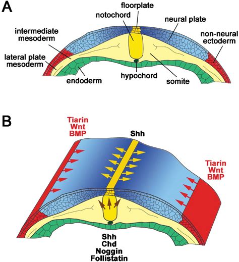 Neural Plate Patterning by Secreted Signals: Neuron