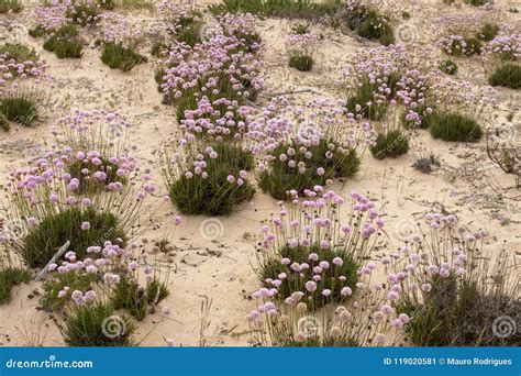 Sand dune vegetation stock image. Image of shore, golden - 119020581