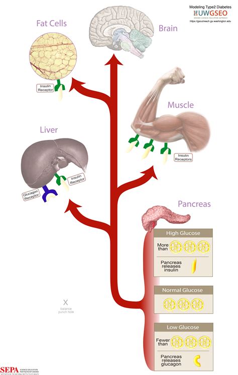 Glucose Metabolism and Homeostasis Activity | Science Education ...