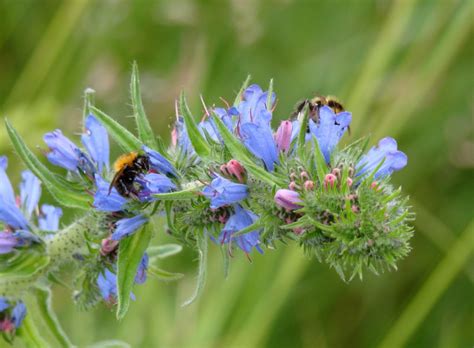 bijen | GROEN! natuurlijk, platform voor natuurliefhebbers