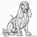 Basset Hound Coloring Pages  Free & Printable sketch template