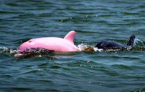 VIDEO. Etats-Unis: Pinky, le dauphin rose, fait son grand retour en Louisiane