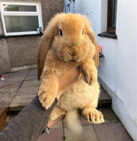 Giant French lop rabbits | in Treorchy, Rhondda Cynon Taf | Gumtree