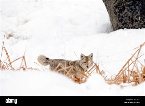 Coyote - Canis latrans Stock Photo - Alamy