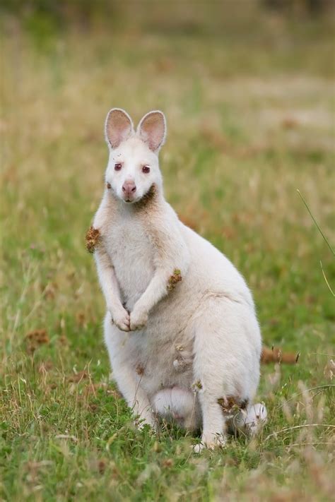 Albino wallaby : pics