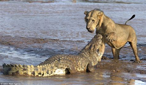 Underwater Showdown: Lion and Crocodile - Battle on Land