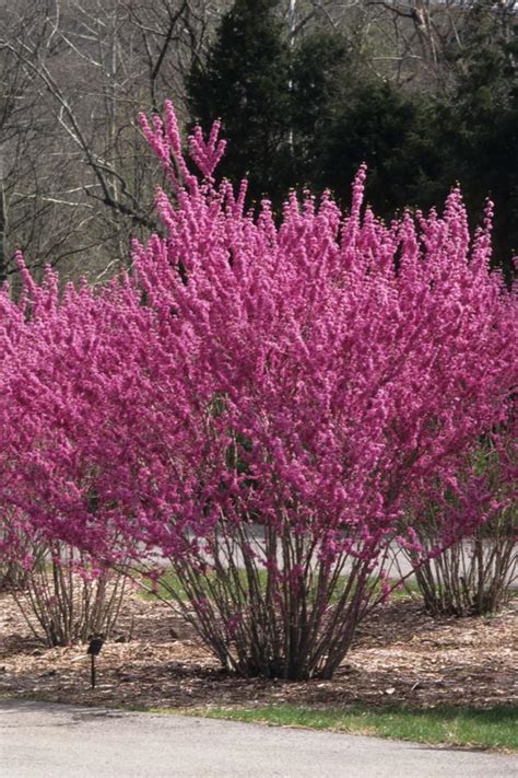 Cercis chinensis Chinese Redbud from Colesville Nursery