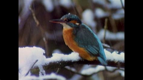 Baby Monet Discovering the Seasons WINTER | Monet, Seasons, Winter