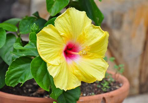 Growing Hardy Hibiscus From Seed (Step by Step) - Garden Lovers Club