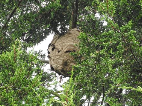 Asian hornet nest discovered in Gloucestershire | The Independent | The Independent